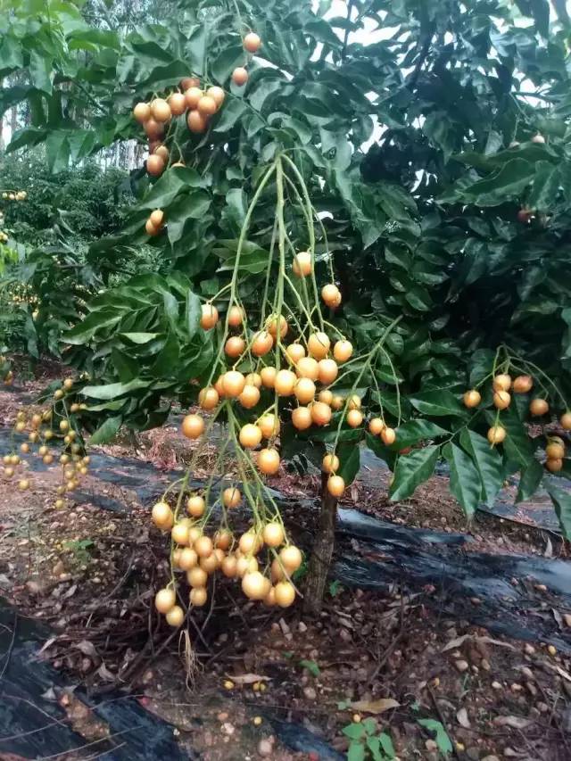 夏天去哪裡玩？漂流、堆雪人、賞花、摘果！南寧這裡值得你夏天去浪！ 旅遊 第27張