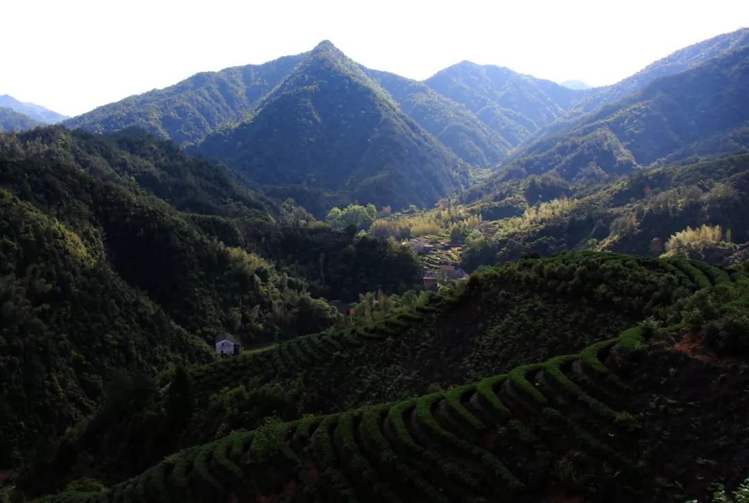 迄今已有800余年历史,与国家级自然保护区古田山毗邻