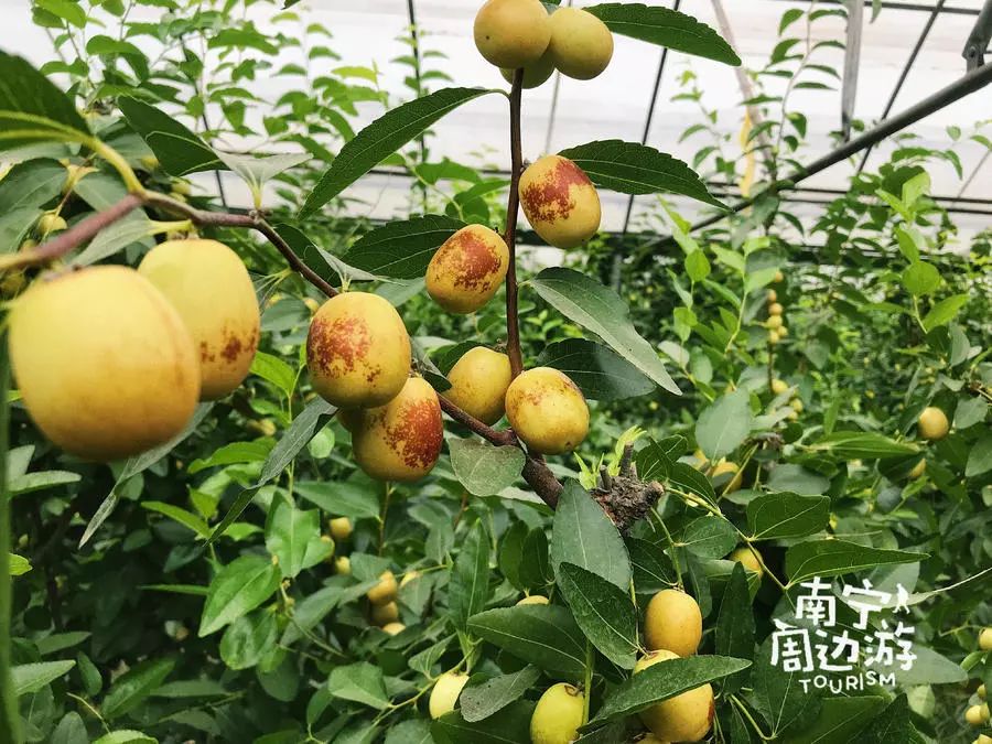 夏天去哪裡玩？漂流、堆雪人、賞花、摘果！南寧這裡值得你夏天去浪！ 旅遊 第20張