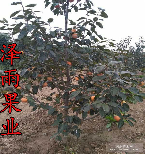 甜柿子树苗品种大全_手机搜狐网