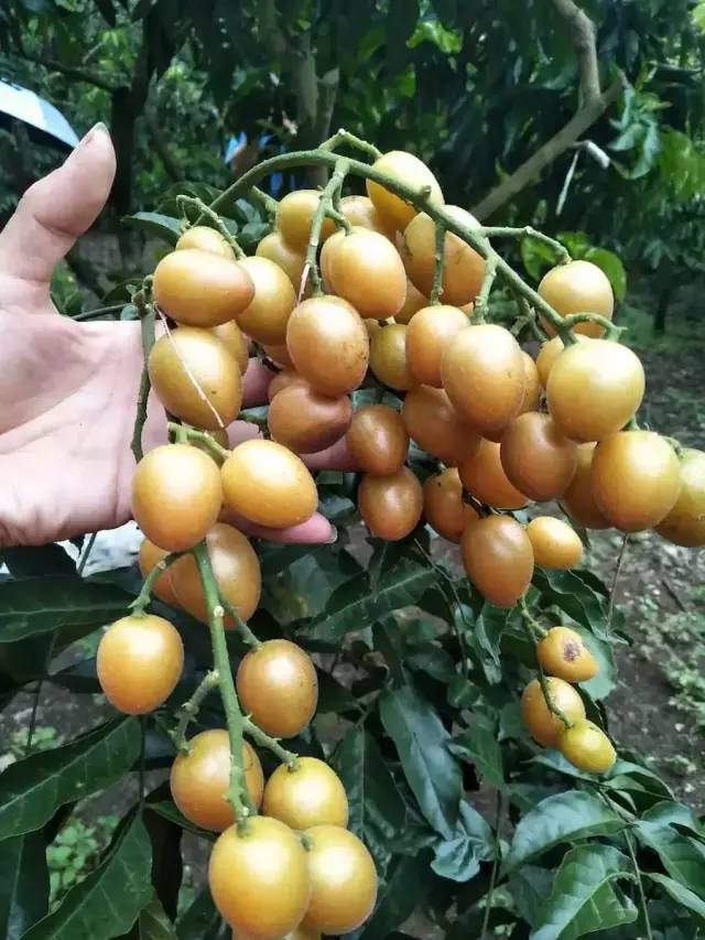 夏天去哪裡玩？漂流、堆雪人、賞花、摘果！南寧這裡值得你夏天去浪！ 旅遊 第28張