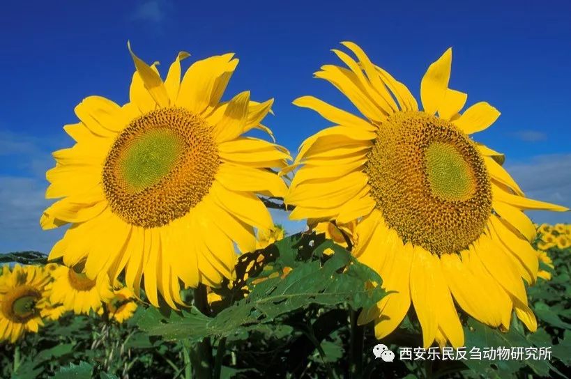 向日葵(sunflower), 花语:太阳(the sun),沉默的爱,爱慕.