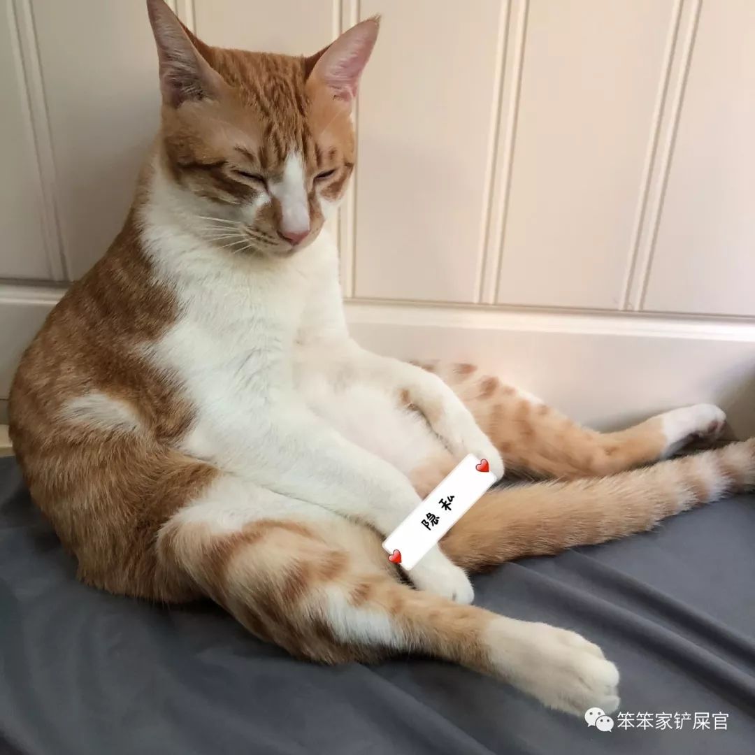 警戒的睡姿 猫咪将身体缩成一团 并将头靠在前脚上睡 常见于在野外或