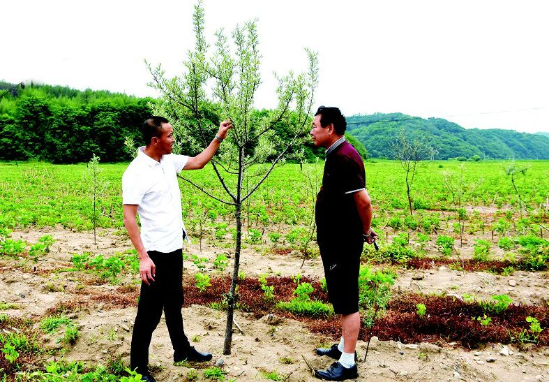 栽植沙棘苗木30余万株,其中财源镇报马村2600亩,青石镇黄柏村800亩