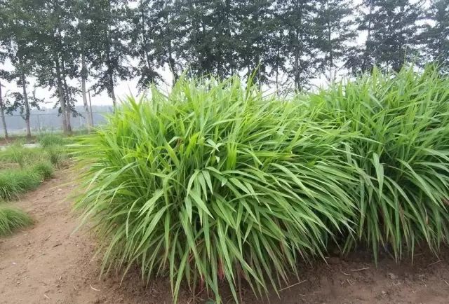 园林植物丨芒草类观赏草介绍