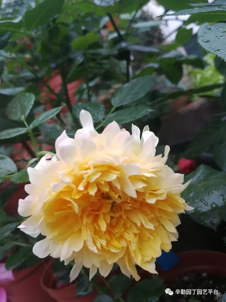 烟花波浪
