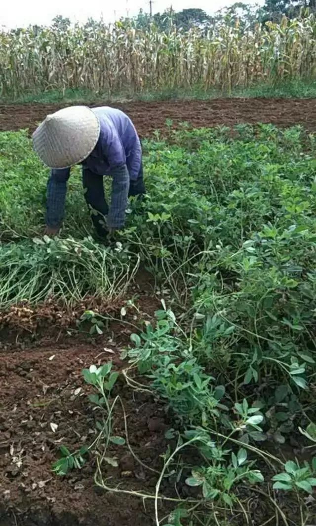 又到了拔花生的季节,你回家了吗?