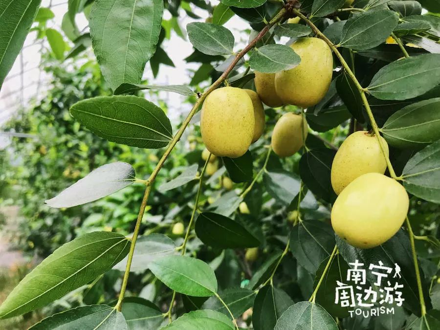 夏天去哪裡玩？漂流、堆雪人、賞花、摘果！南寧這裡值得你夏天去浪！ 旅遊 第23張