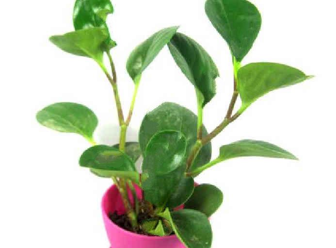                     孩子书桌适合摆放哪些盆栽植物缓解压力放松心情