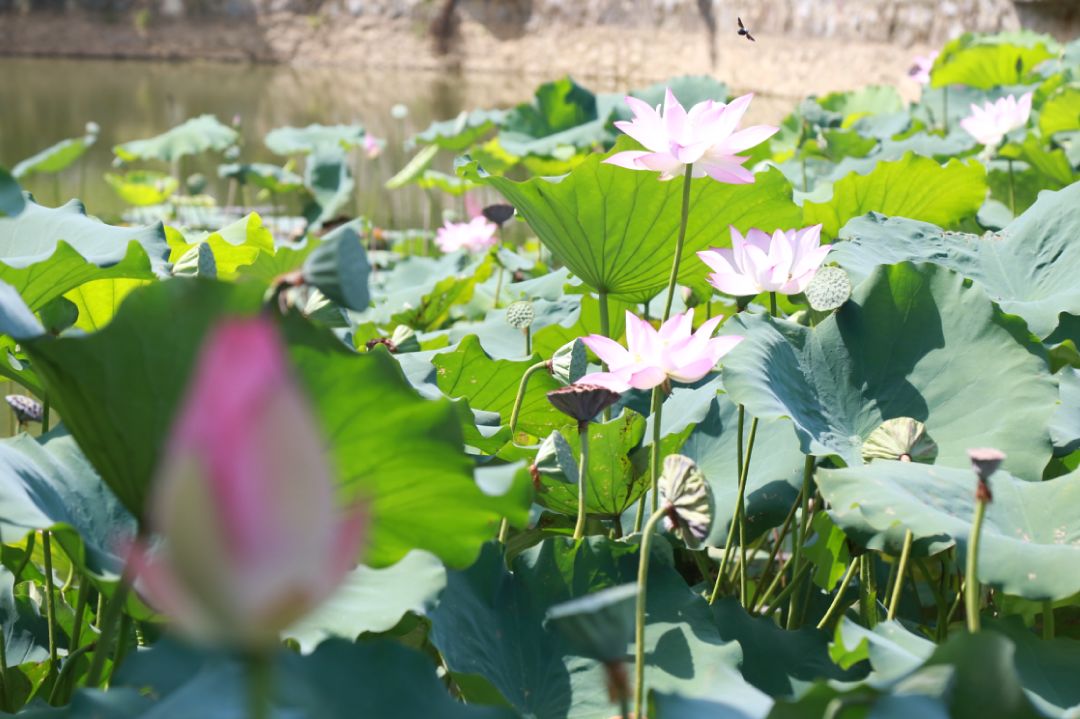 夏天去哪裡玩？漂流、堆雪人、賞花、摘果！南寧這裡值得你夏天去浪！ 旅遊 第15張