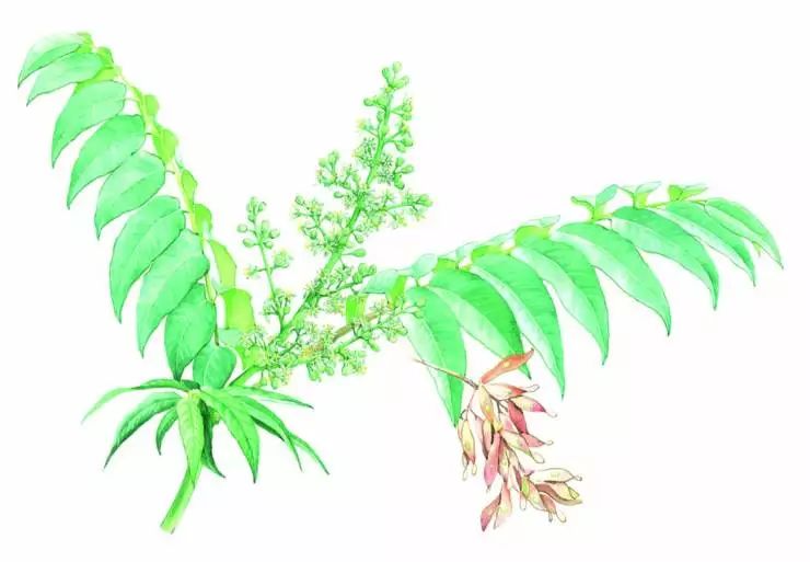 14,臭椿 ailanthus altissima var.