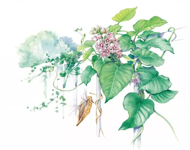 手绘药用植物美图欣赏