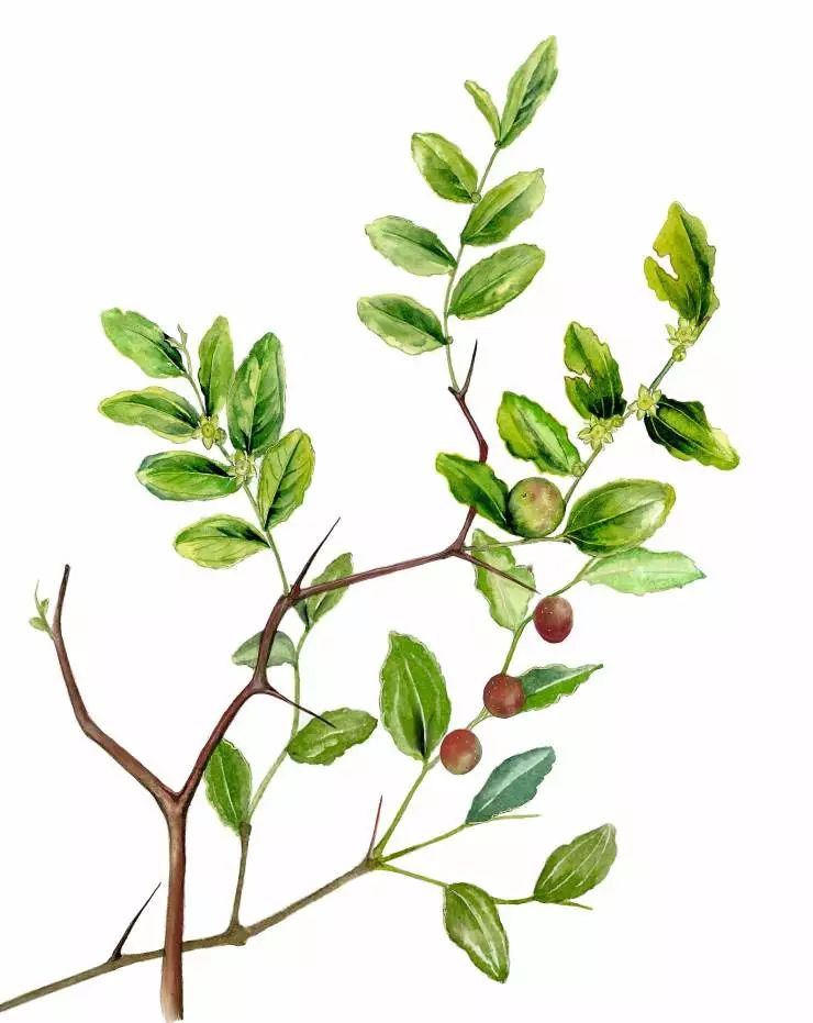 手绘药用植物美图欣赏