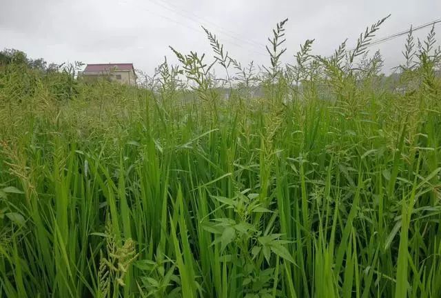 水稻田除草失败了,如何补防最好?