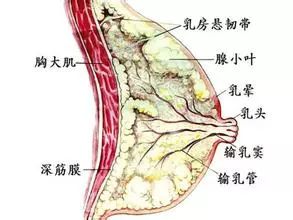 有了乳腺增生,乳腺结节怎么办 济南乳腺病医院