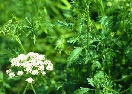 毒芹茴芹分短果茴芹,落新妇叶茴芹,革叶茴芹,主要分布在吉林,辽宁