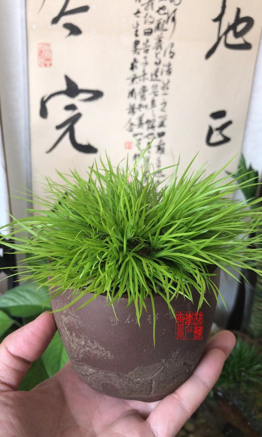 菖蒲度夏的上下策