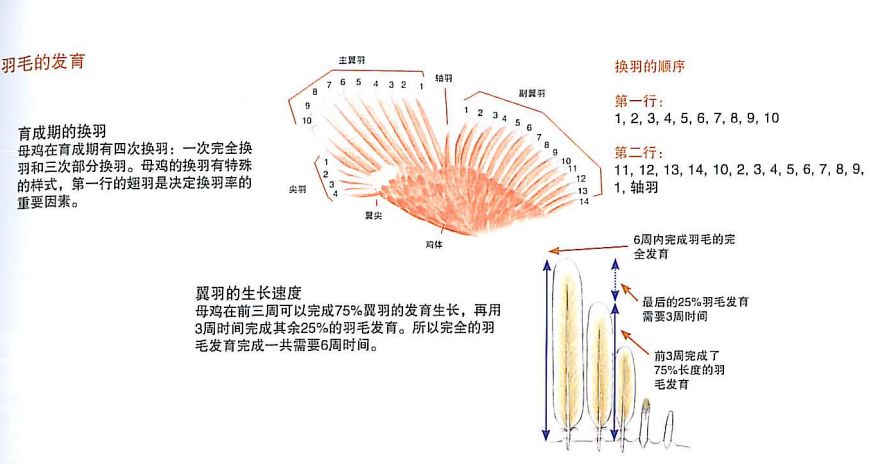 华裕专家说从蛋鸡羽毛脱落看鸡只是否健康