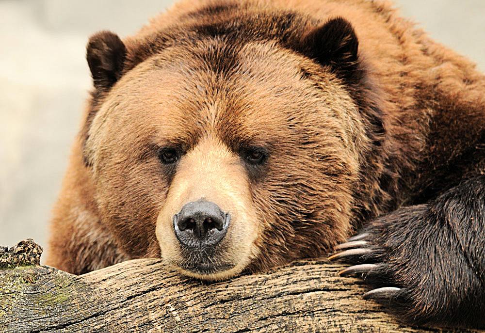 盘点世界各国的国宝动物;俄罗斯的北极熊,德国的灰熊
