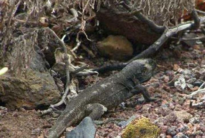 拉帕尔马巨型蜥蜴,它一度栖息于西班牙加那利群岛的拉帕尔马岛,曾被