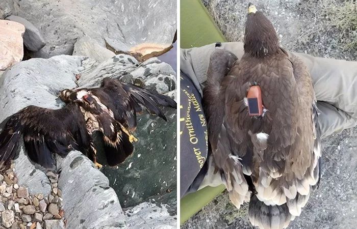最近有人在一只死去的老鹰身上发现的信号