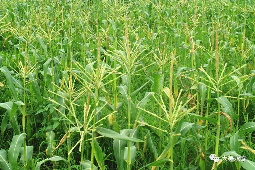 现在可以种什么苗 1d7bf11f9d1c43f88590a44b49dc7d25.jpeg