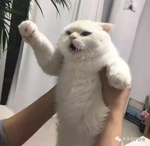猫为什么不让抱