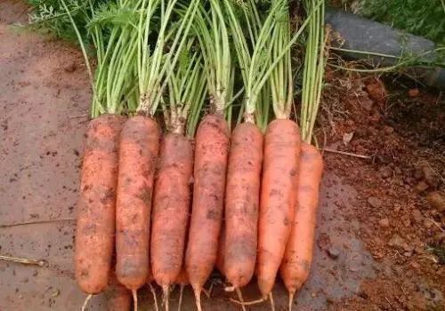 现在可以种胡萝卜种子 3284d0874de24dff96f461283c456d86.jpeg