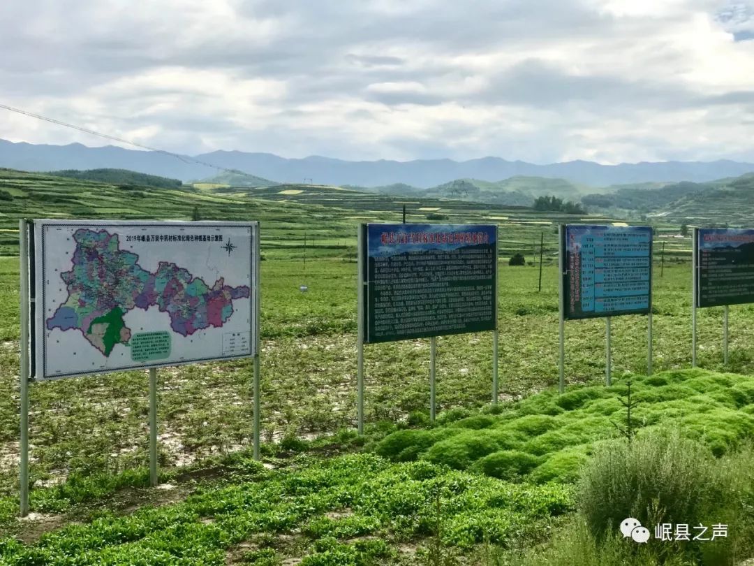 岷县万亩当归标准化绿色种植基地核心示范区首次启用无人机开展病虫害