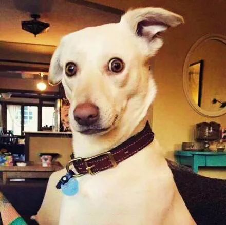 【来问】狗狗为什么会放屁?