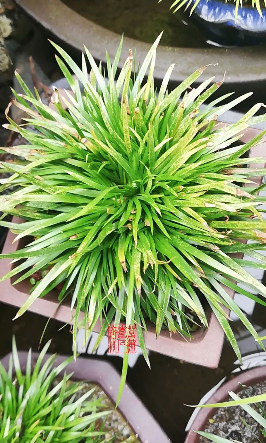 菖蒲度夏的上下策