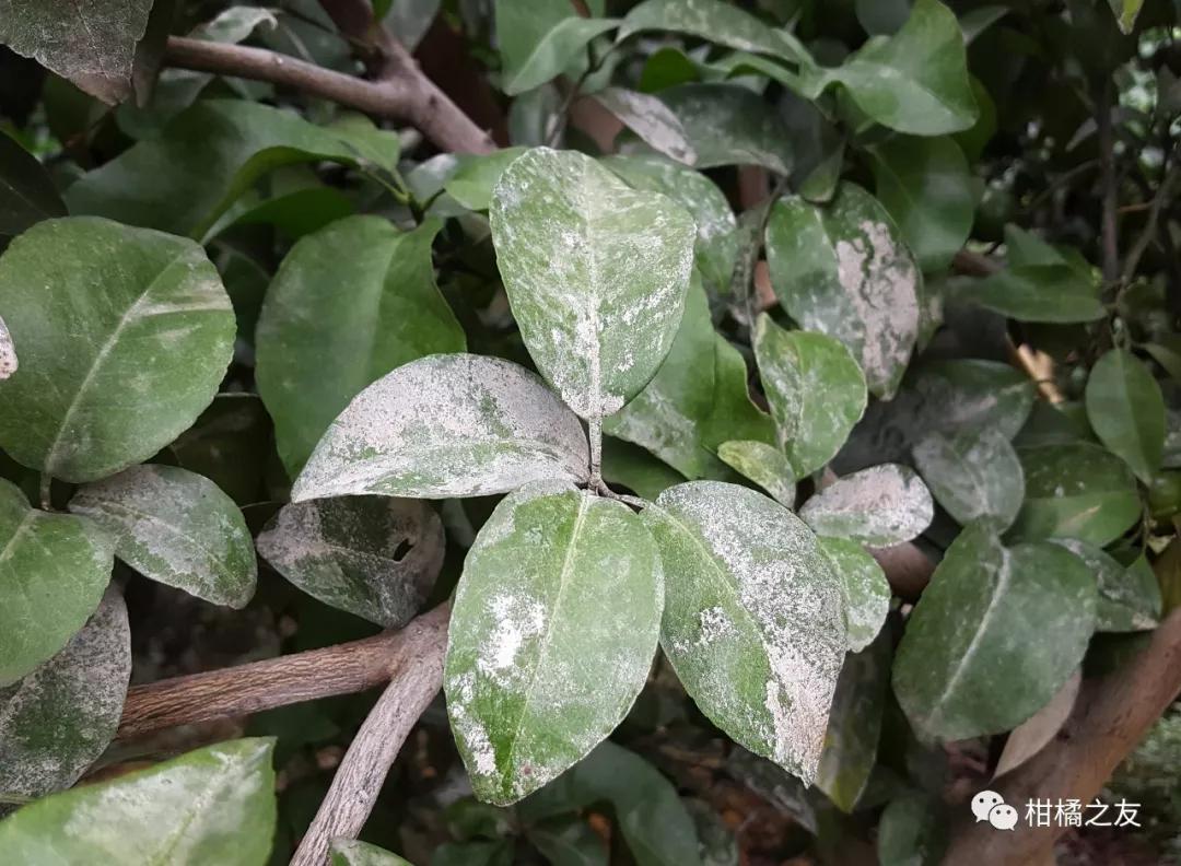 柑橘青苔防治喷药(乙蒜素)时间