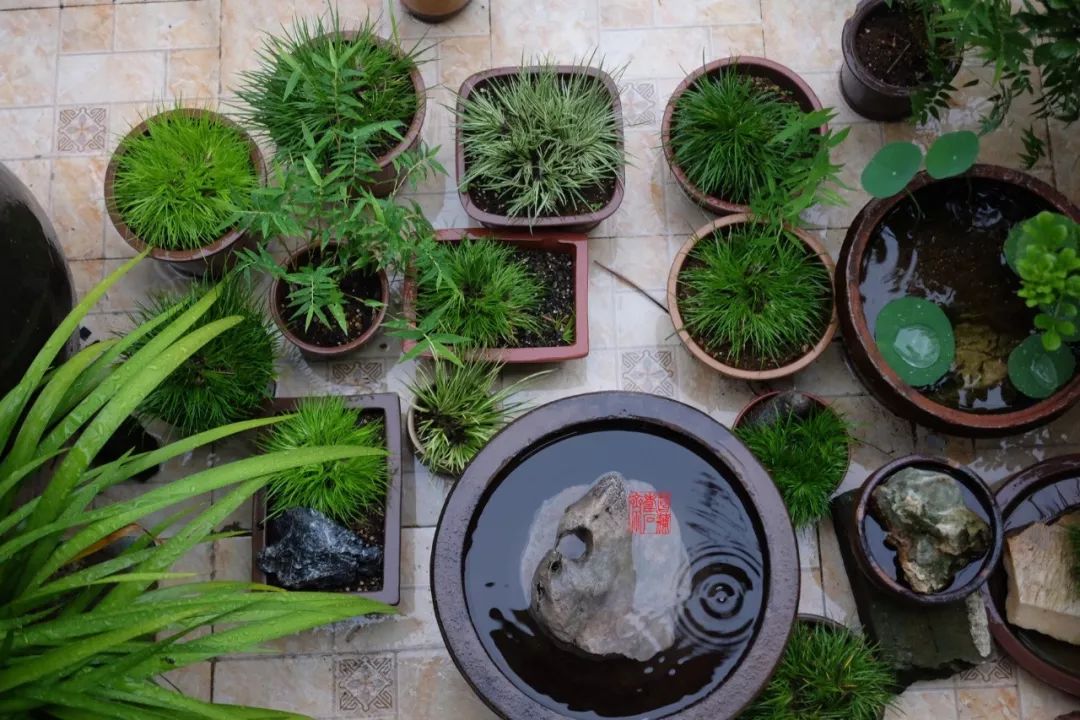 菖蒲度夏的上下策