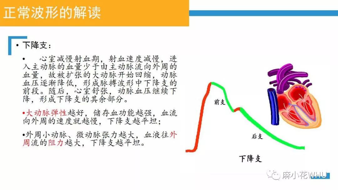 史上最详细的有创动脉血压波形解读来了彻底明白