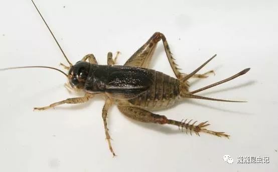 广而告之】助力科研!有偿征集全国中华斗蟋昆