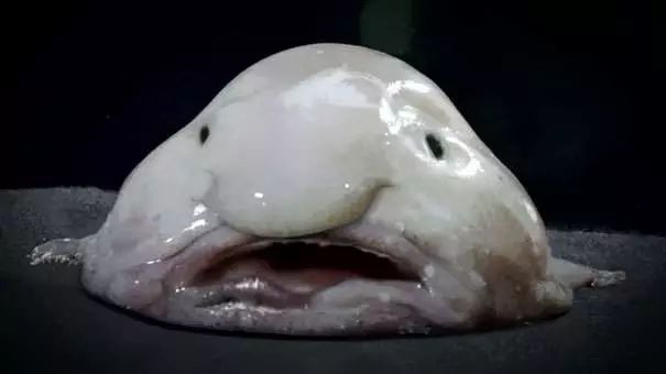 每天认识一种鱼666丨水滴鱼全世界表情最忧伤的鱼