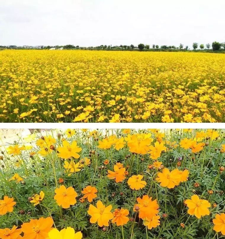 打卡网红地仙眷花洲向日葵花海门票只要199元近在咫尺就在水口只有20