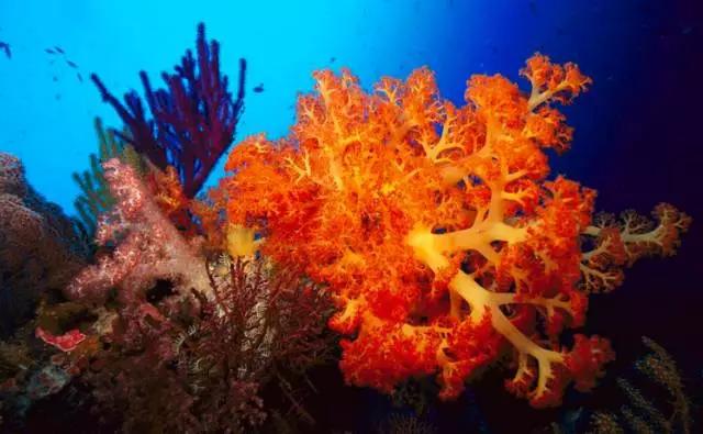 珊瑚虫,优秀的海洋的建筑师