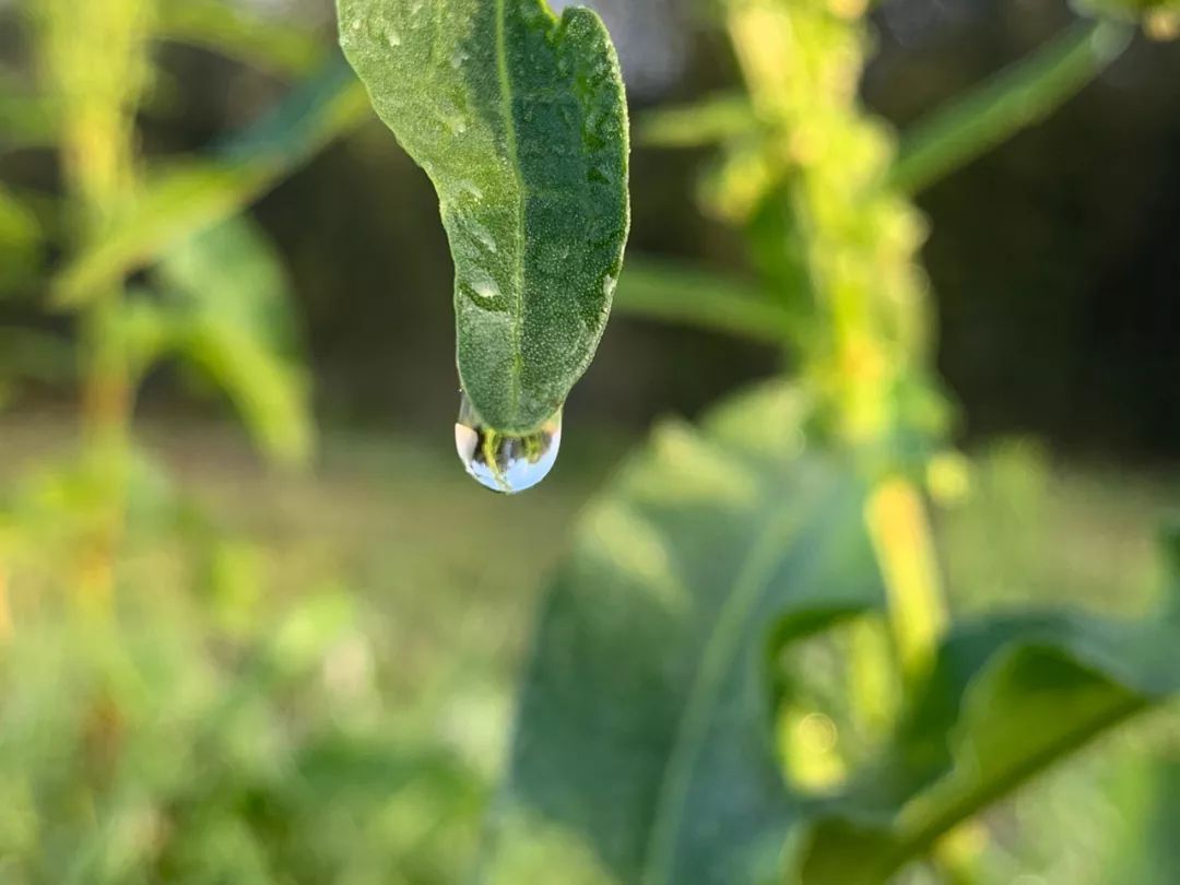 萨克斯《心雨》,柔肠百转,唯美入心,听醉了!