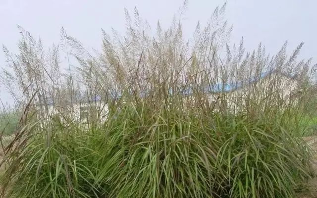 植物丨芒草类观赏草介绍