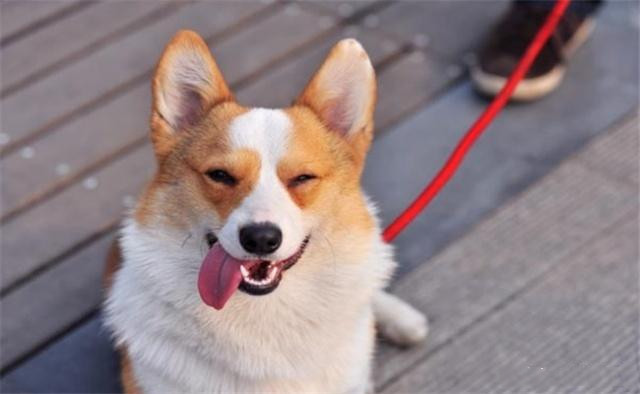 狗为啥吃素 75a4ab489281448d8a2a1487963ea0ea.jpeg