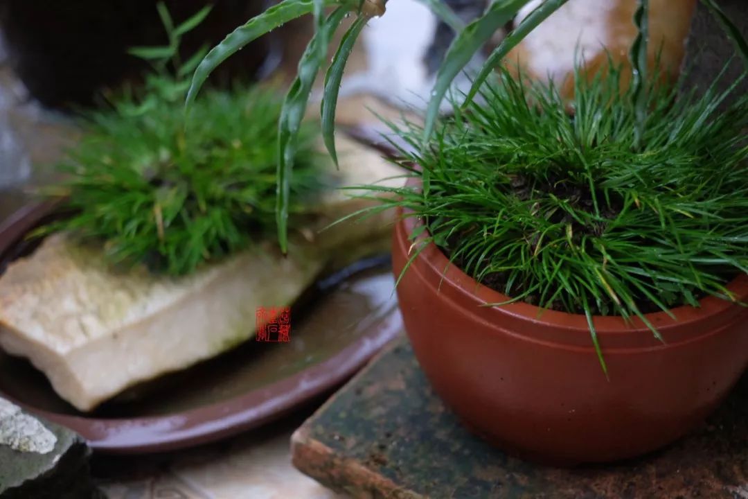 菖蒲度夏的上下策