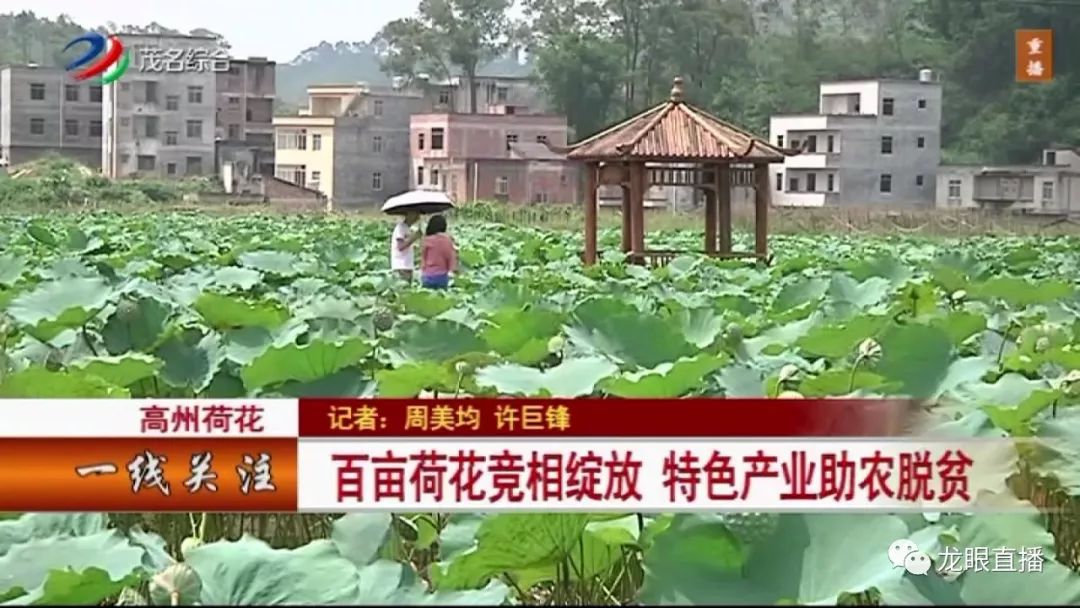 高州荷花镇的荷花竟然这样火了