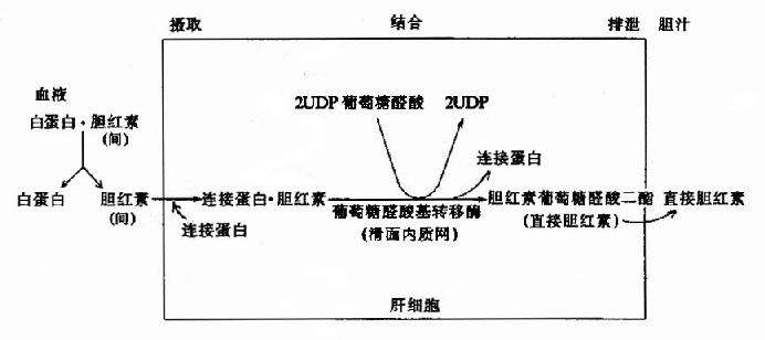 a2e4908d820f4c47a1cedd1a2d42b149.jpeg