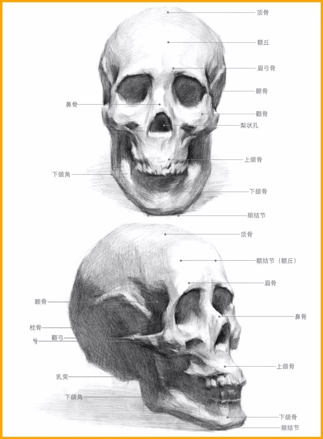 人物头像面部比例 头骨肌肉比例分布-学习经验分享