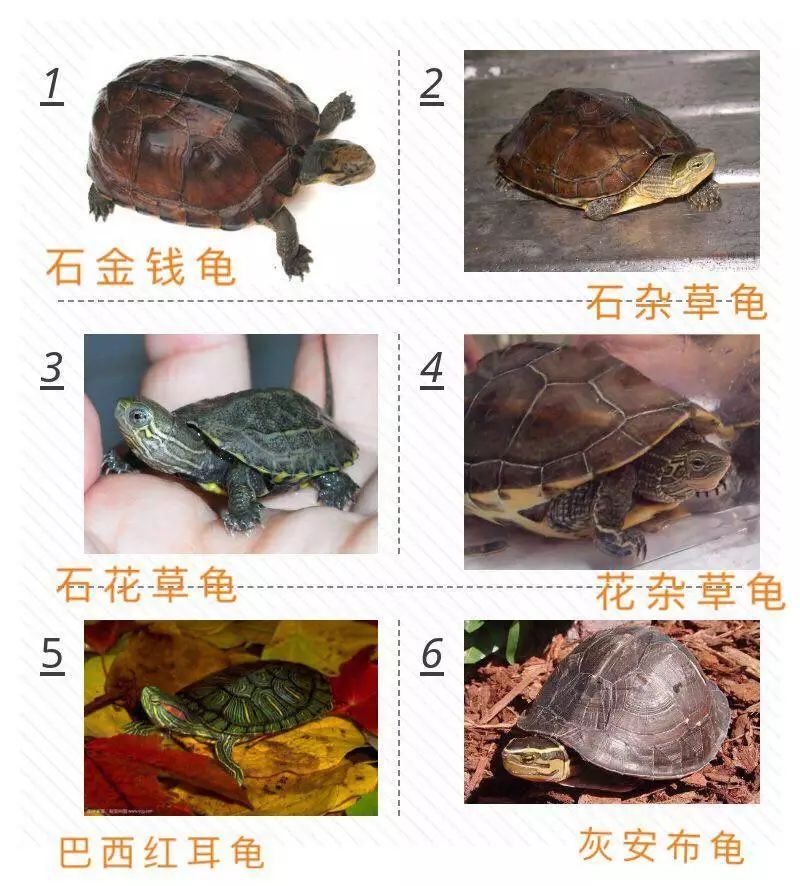 产卵分三,四次完成 每次一穴产卵5～7枚 还有其他多种珍惜乌龟品种