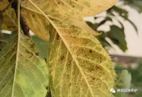 园林植保分享 | 夏季红蜘蛛的危害与防治