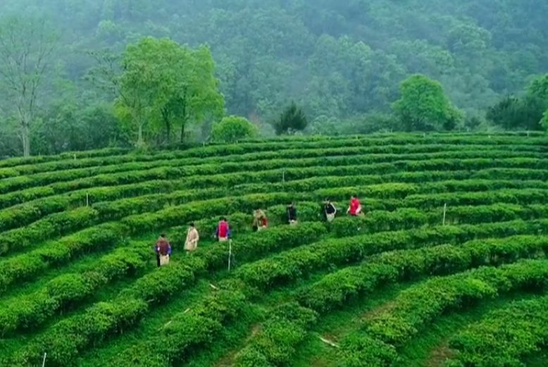 头条梧州名片之一六堡茶了解一下