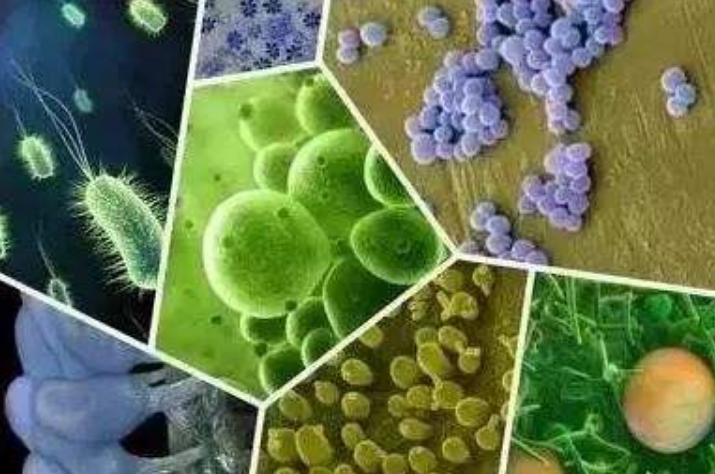 微生物是土壤重要组成部分,那么微生物都在土壤中干些