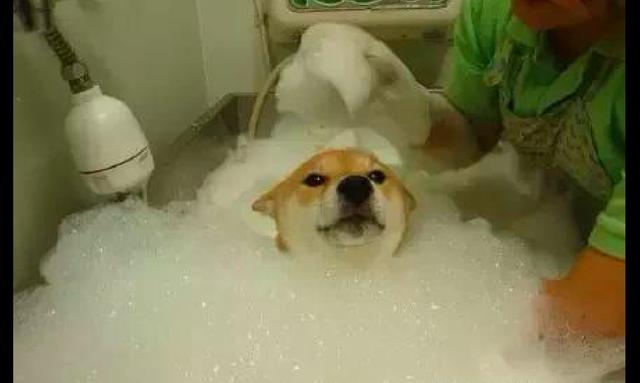 柴犬很享受泡泡浴，但泡沫放它頭上後馬上變臉了，狗：快弄乾淨！ 寵物 第2張